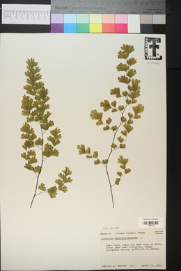 Adiantum capillus-veneris image