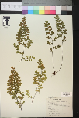 Adiantum capillus-veneris image