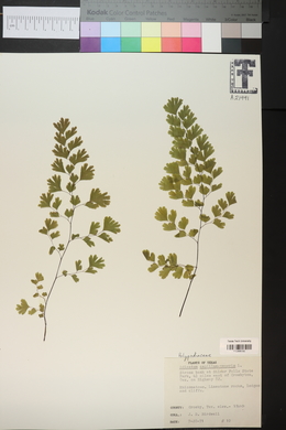 Adiantum capillus-veneris image