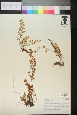 Adiantum capillus-veneris image