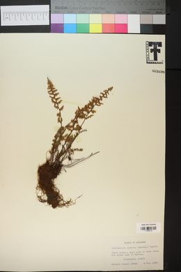 Cheilanthes vestita image