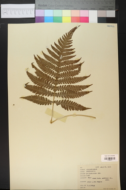 Phegopteris polypodioides image