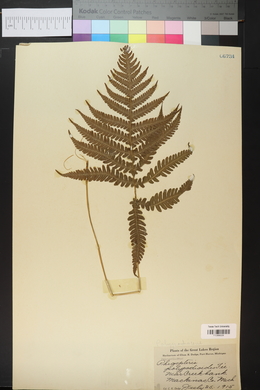 Phegopteris polypodioides image