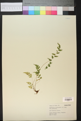 Dryopteris thelypteris image