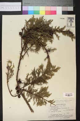 Cupressus lusitanica var. benthamii image