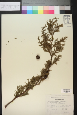 Cupressus lindleyi image