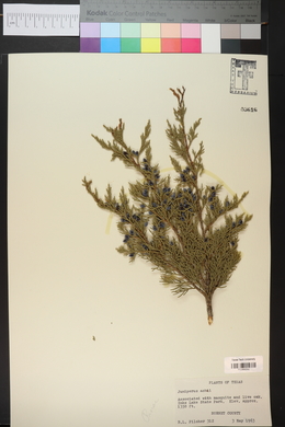 Juniperus ashei image