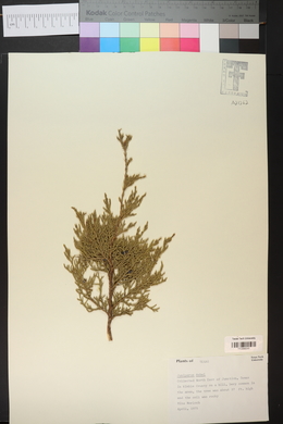 Juniperus ashei image