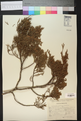 Juniperus comitana image