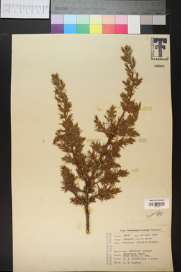 Juniperus communis var. saxatilis image