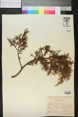 Juniperus deppeana image