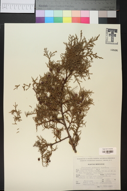 Juniperus deppeana image