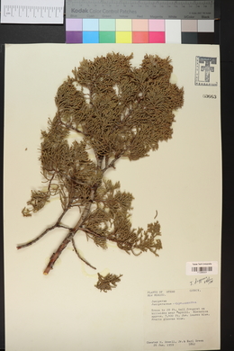 Juniperus deppeana image