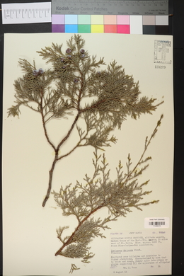 Juniperus deppeana image