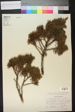 Juniperus durangensis image