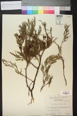 Juniperus flaccida image