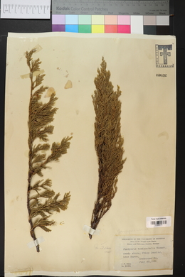 Juniperus horizontalis image