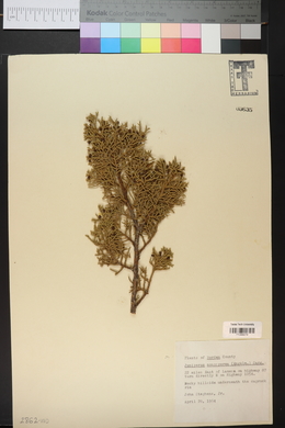 Juniperus monosperma image