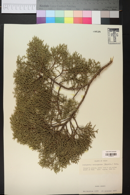 Juniperus monosperma image