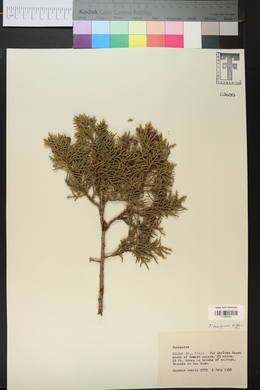 Juniperus monosperma image