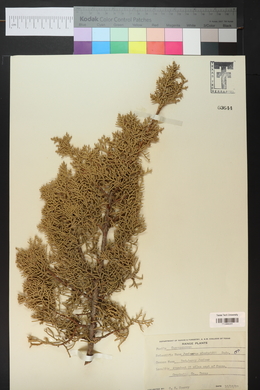 Juniperus pinchotii image