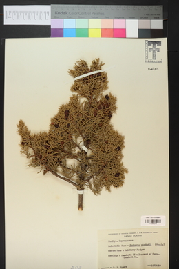 Juniperus pinchotii image