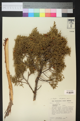 Juniperus pinchotii image