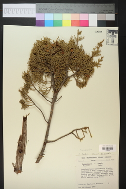 Juniperus pinchotii image