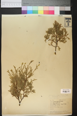 Juniperus deppeana image