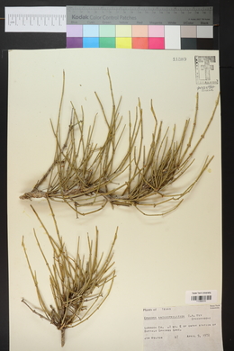 Ephedra antisyphilitica image