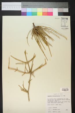 Ephedra antisyphilitica image