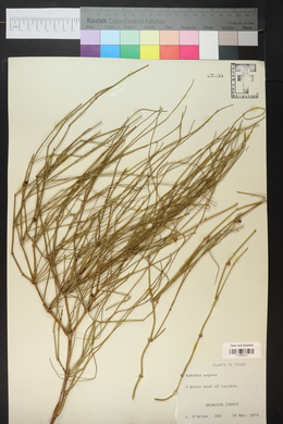 Ephedra aspera image