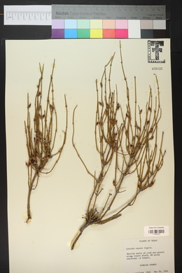 Ephedra aspera image