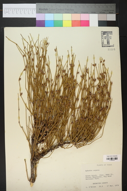 Ephedra aspera image