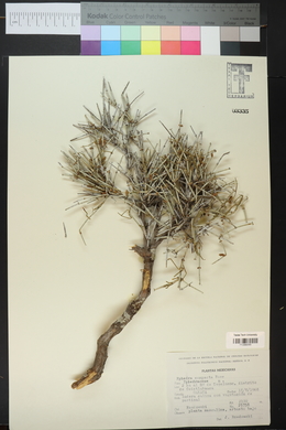 Ephedra compacta image