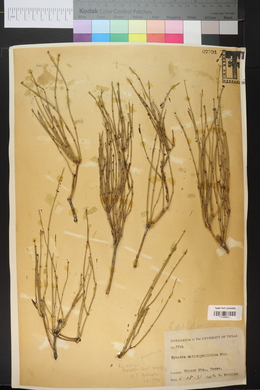 Ephedra coryi image