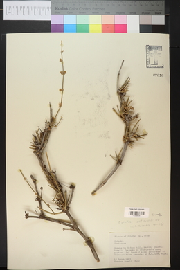 Ephedra antisyphilitica image