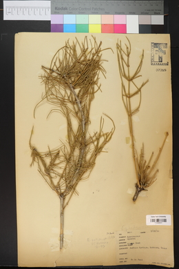 Ephedra antisyphilitica image