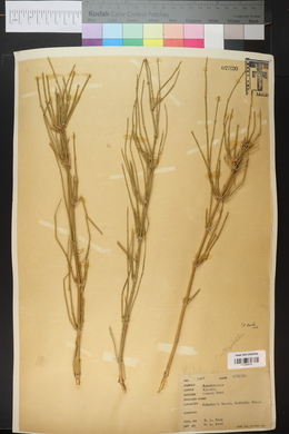 Ephedra antisyphilitica image