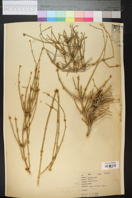 Ephedra antisyphilitica image