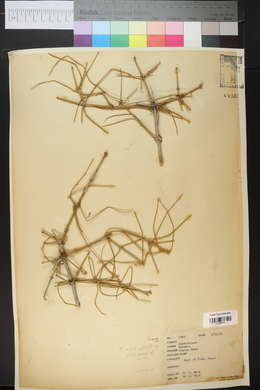 Ephedra antisyphilitica image