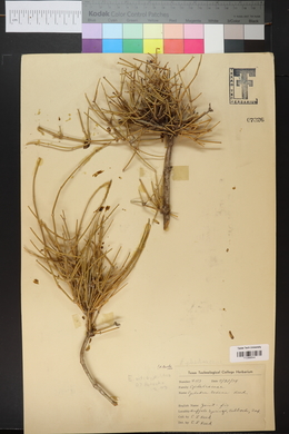 Ephedra nevadensis image