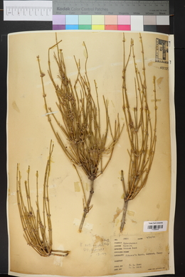 Ephedra antisyphilitica image