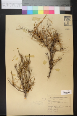 Ephedra nevadensis image