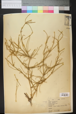 Ephedra nevadensis image