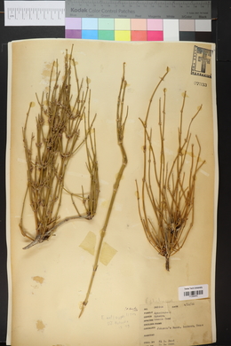 Ephedra antisyphilitica image