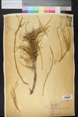 Ephedra nevadensis image