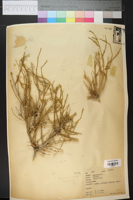 Ephedra antisyphilitica image