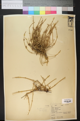 Ephedra antisyphilitica image