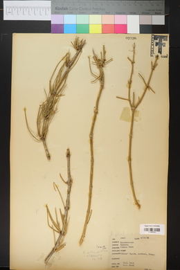 Ephedra nevadensis image